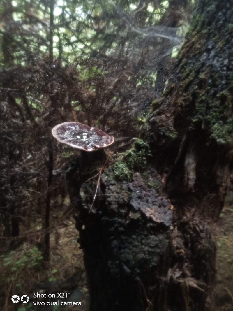 纯野生灵芝，贵州大山里本地货，朵朵纯野生