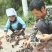 纯野生灵芝，贵州大山里本地货，朵朵纯野生