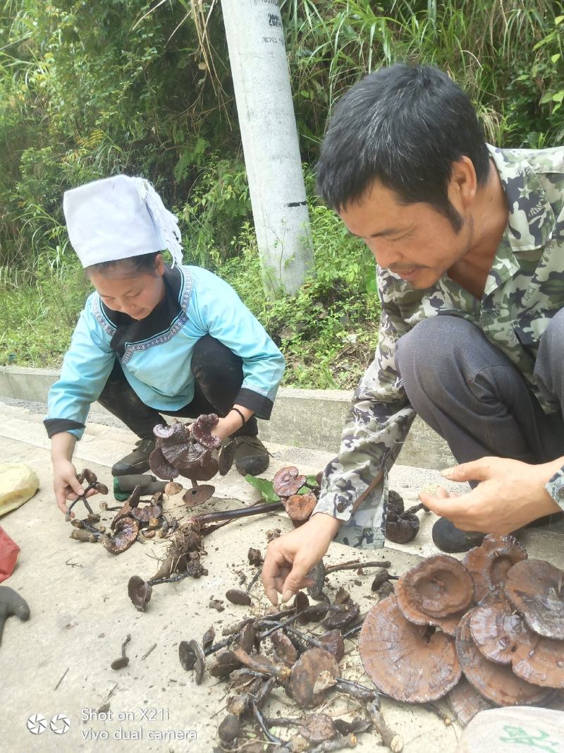 纯野生灵芝，贵州大山里本地货，朵朵纯野生