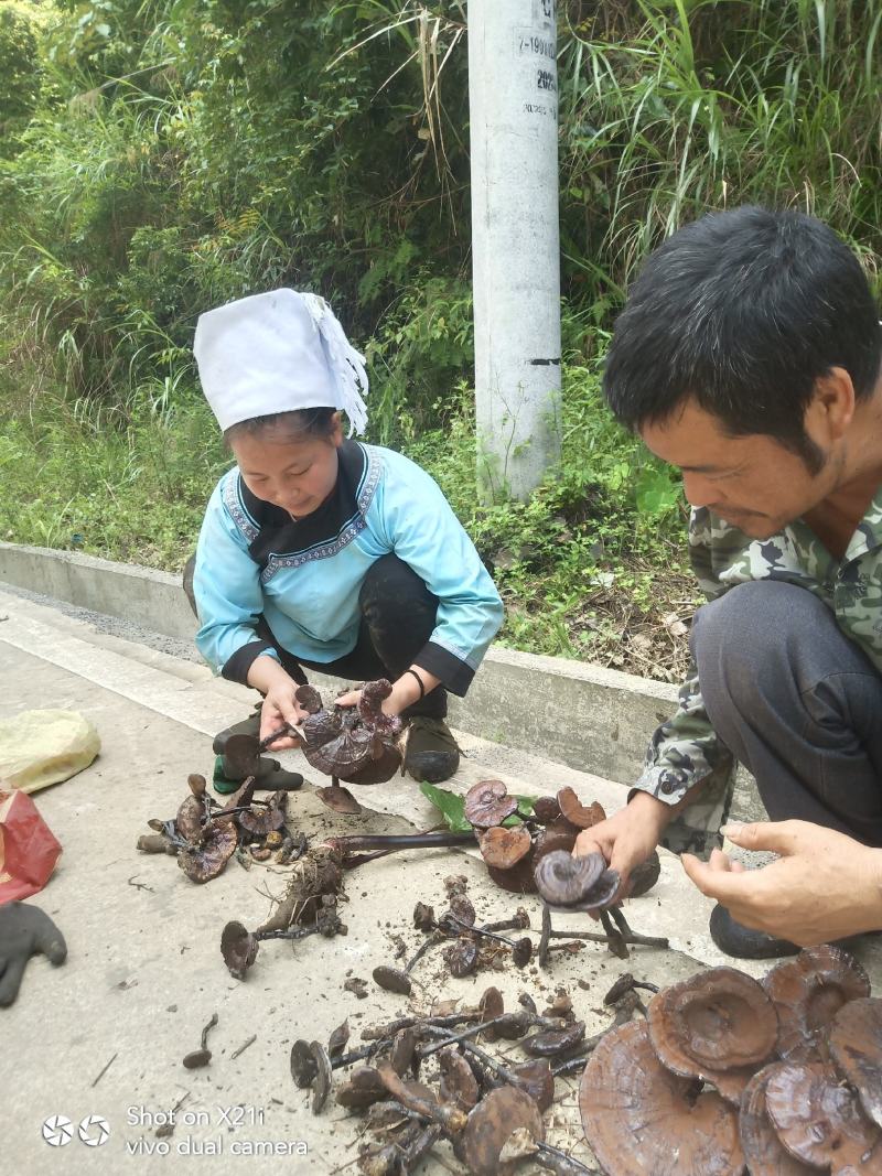 纯野生灵芝，贵州大山里本地货，朵朵纯野生