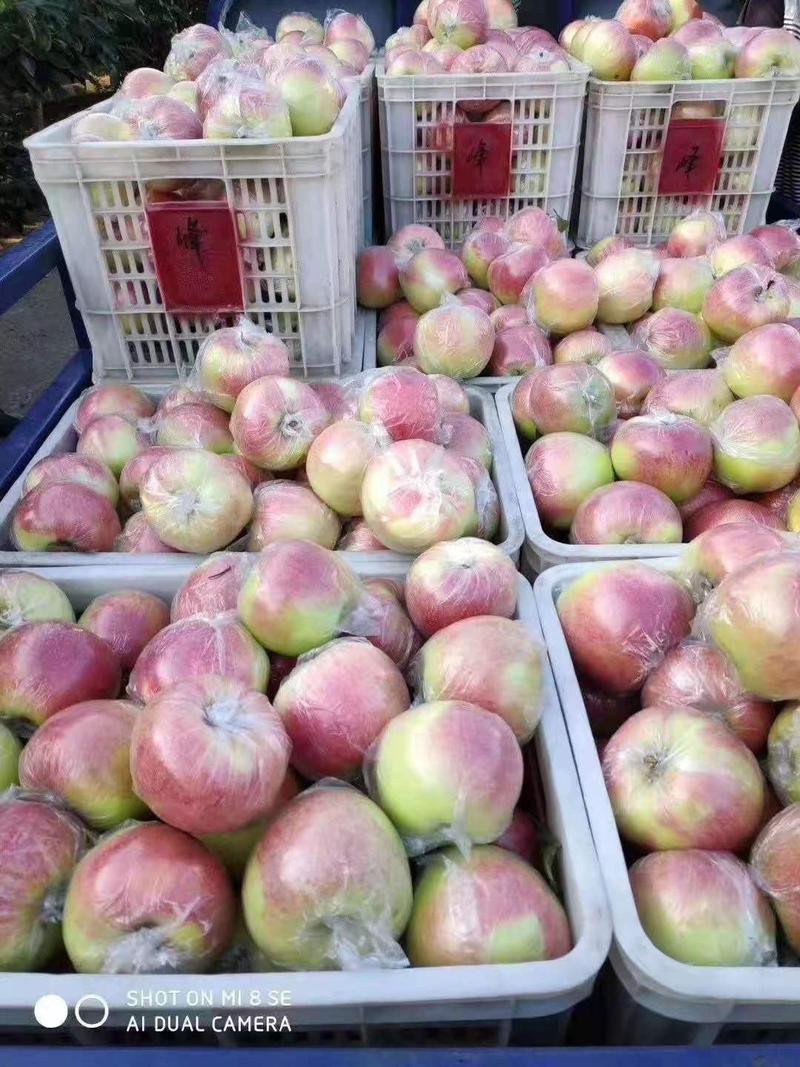 美八苹果美八苹果产地批发一手货源全国发货