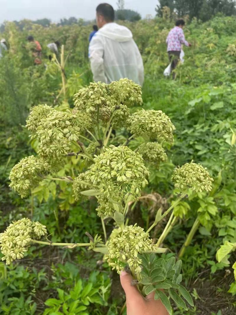 【白芷种苗】纯新两年生2吨直出质量优成活率高好栽种欢迎采购