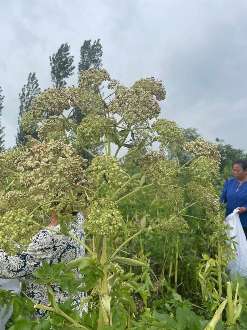 【白芷种苗】纯新两年生2吨直出质量优成活率高好栽种欢迎采购