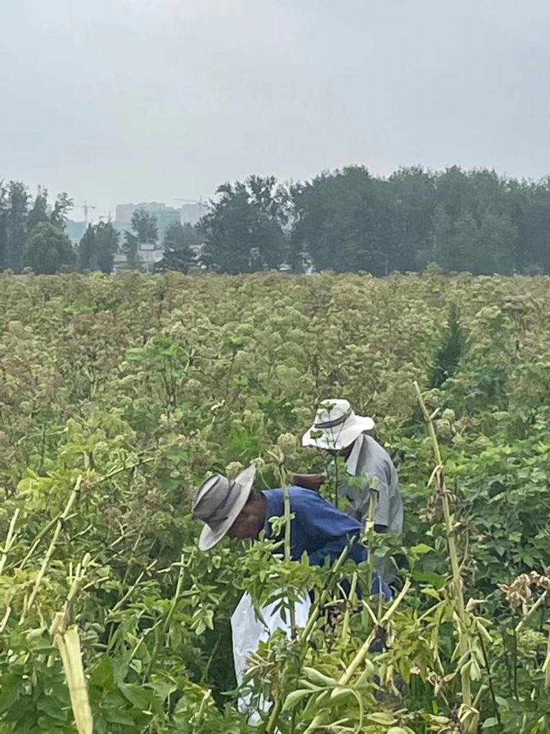 【白芷种苗】纯新两年生2吨直出质量优成活率高好栽种欢迎采购