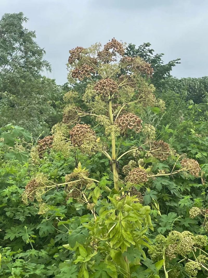 【白芷种苗】纯新两年生2吨直出质量优成活率高好栽种欢迎采购