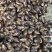 黑蜗牛
