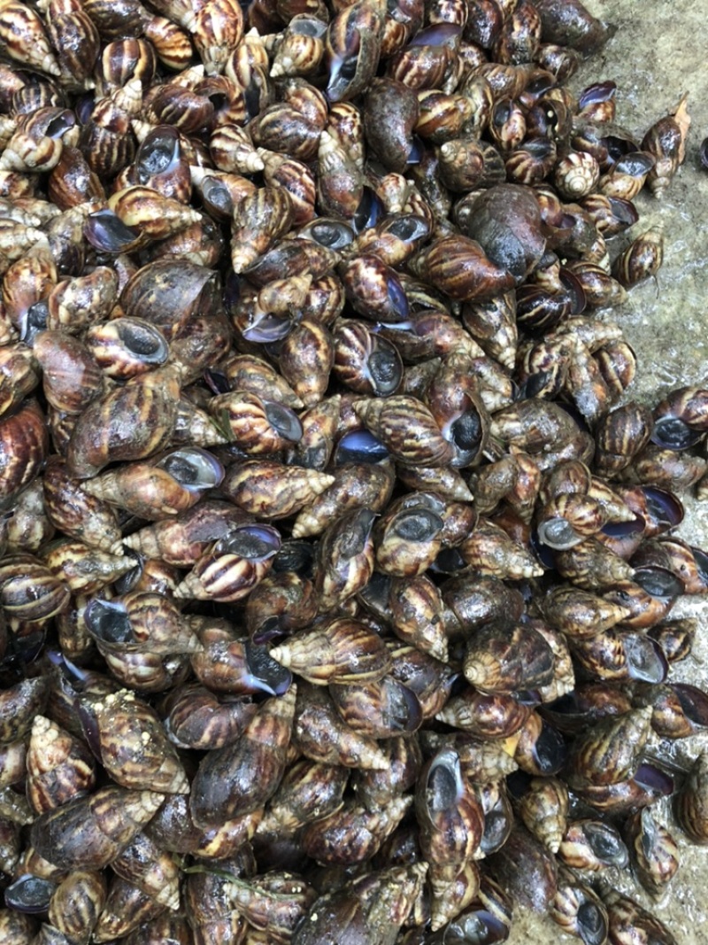黑蜗牛
