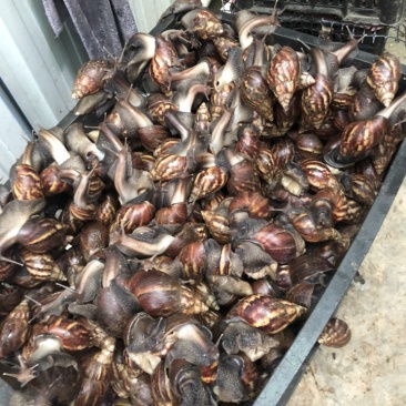 黑蜗牛