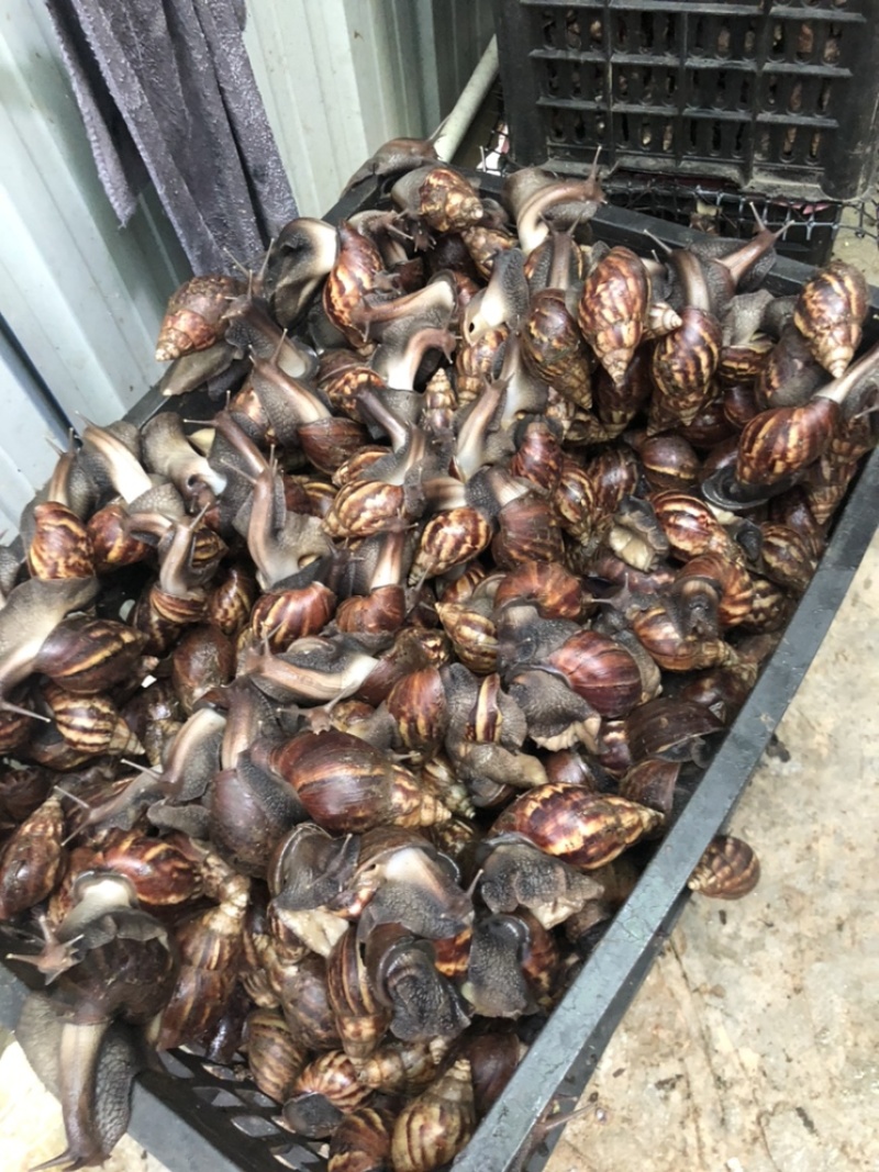 黑蜗牛