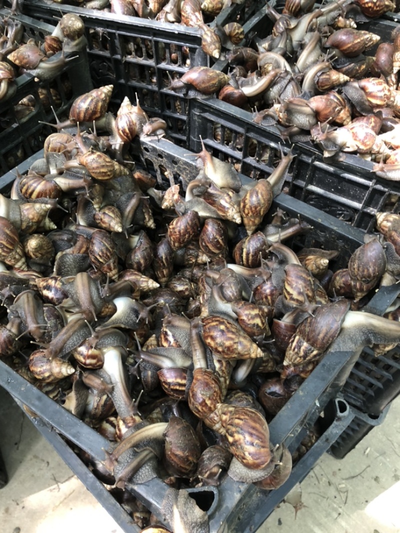黑蜗牛