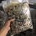 黑蜗牛