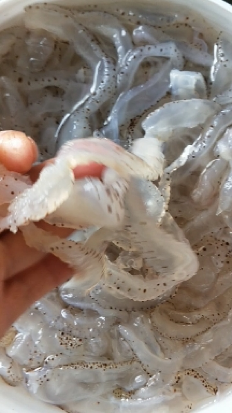 海蜇丝虎斑蜇丝爽脆可囗常年批发零售一手货源不包邮