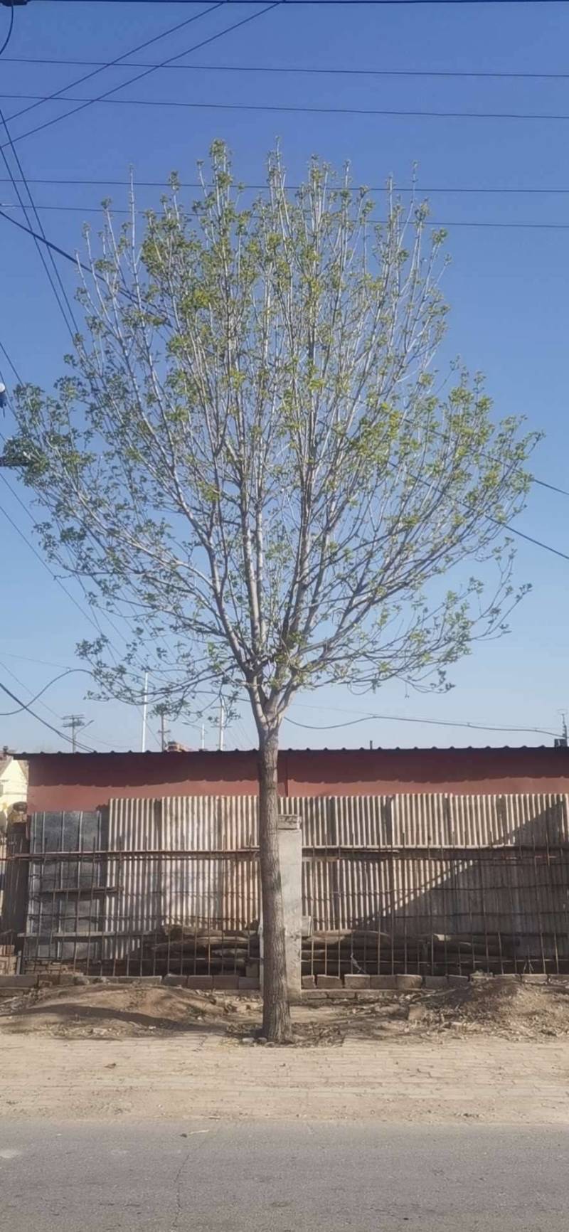 沧州各规格精品榆树基地直供