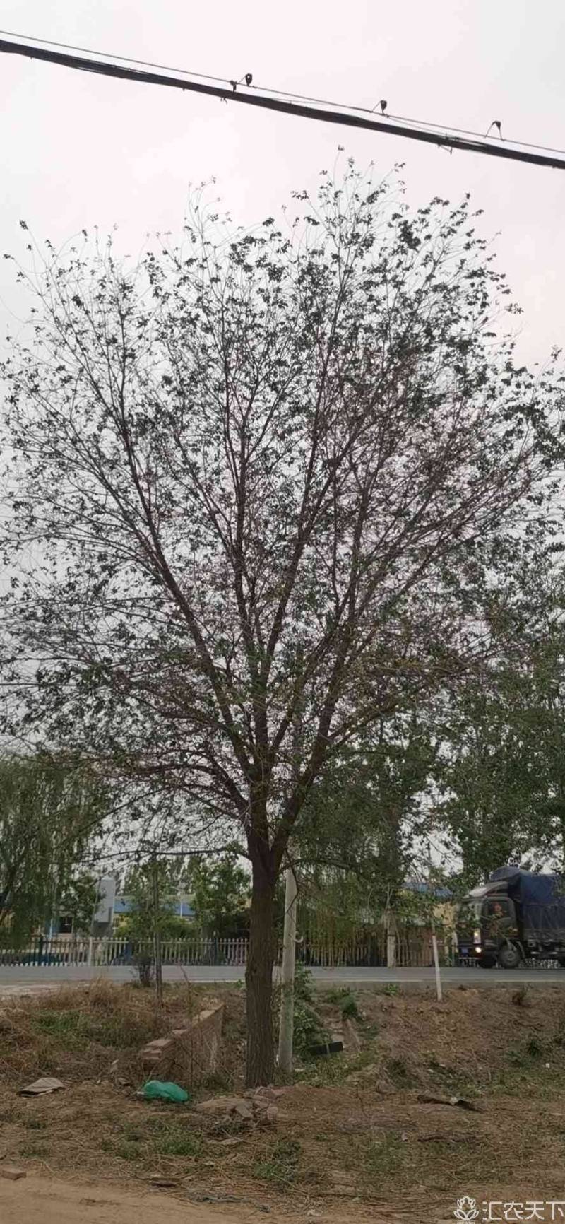 沧州各规格精品榆树基地直供