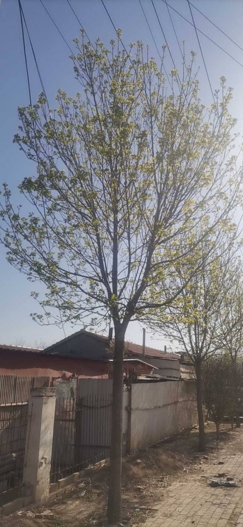 沧州各规格精品榆树基地直供