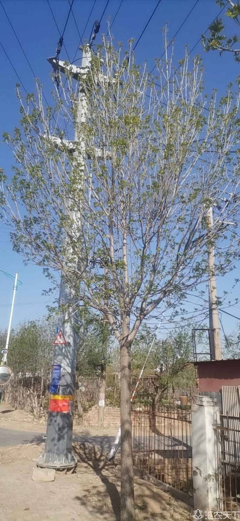 沧州各规格精品榆树基地直供