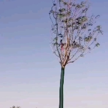 臭椿