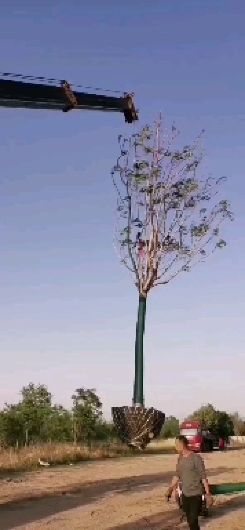 臭椿