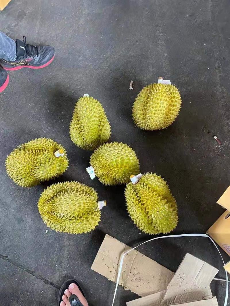 泰国榴莲常年有货，金枕山猫王托曼尼干荛！！