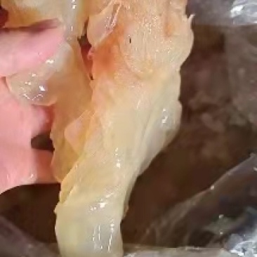沙蜇头沙蜇皮质量超级好！对接电商微商支持一件代发不包邮