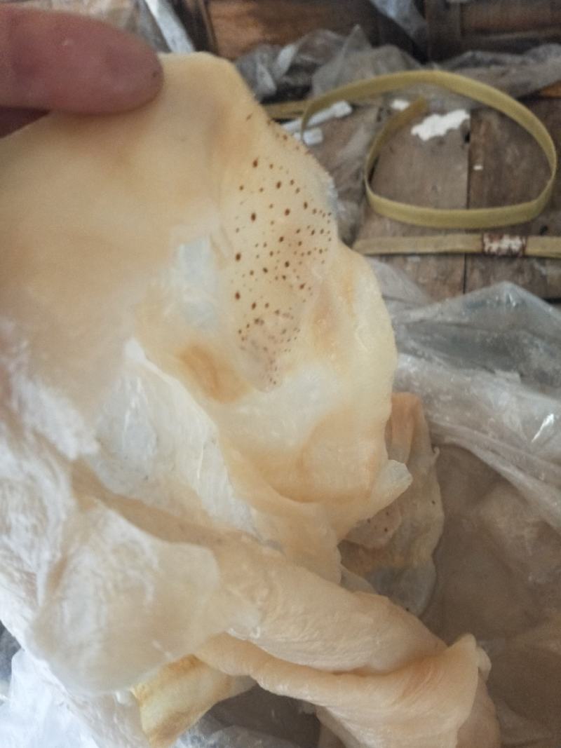 沙蜇头沙蜇皮质量超级好！对接电商微商支持一件代发不包邮