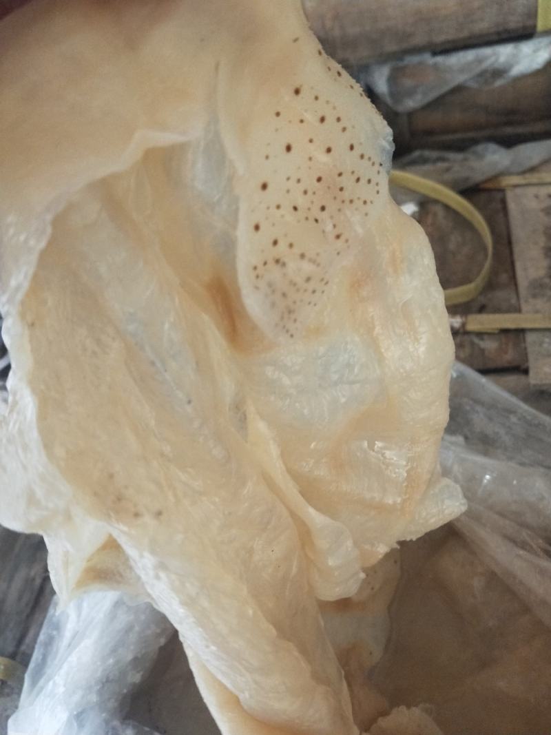 沙蜇头沙蜇皮质量超级好！对接电商微商支持一件代发不包邮