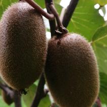 翠香猕猴桃原产地一手货源实力供货规格全品质好绿心奇异果