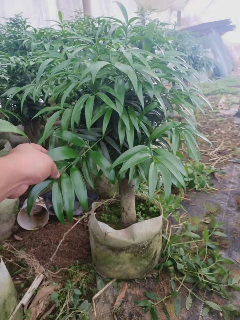 竹柏盆栽竹柏树桩福建四海园基地直销竹柏盆栽竹柏树桩福建四