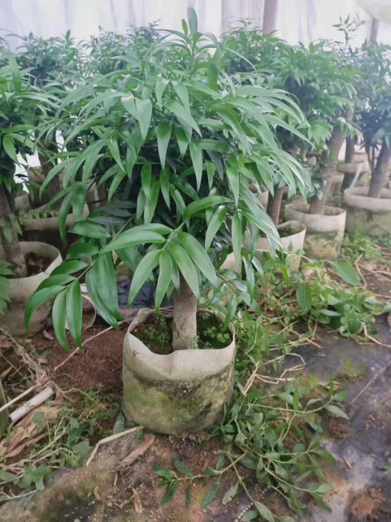 竹柏盆栽竹柏树桩福建四海园基地直销竹柏盆栽竹柏树桩福建四