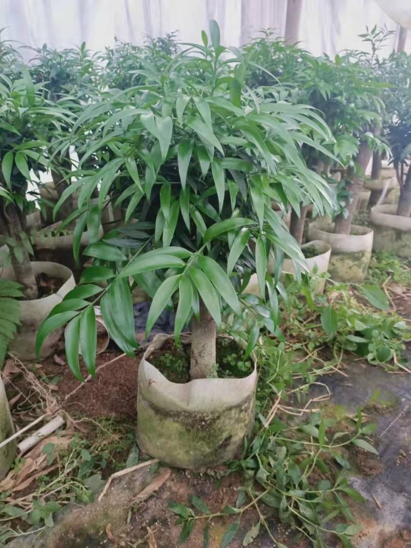 竹柏盆栽竹柏树桩福建四海园基地直销竹柏盆栽竹柏树桩福建四