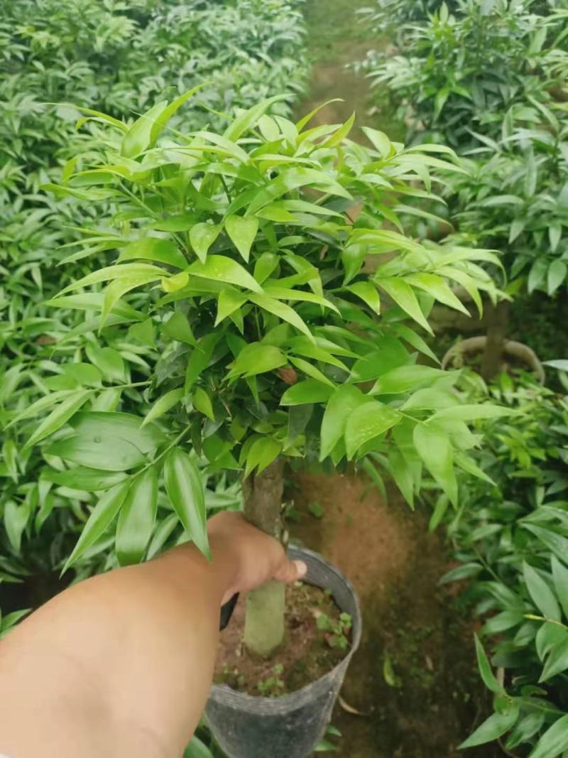 竹柏盆栽竹柏树桩福建四海园基地直销竹柏盆栽竹柏树桩福建四