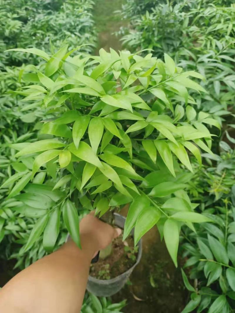 竹柏盆栽竹柏树桩福建四海园基地直销竹柏盆栽竹柏树桩福建四