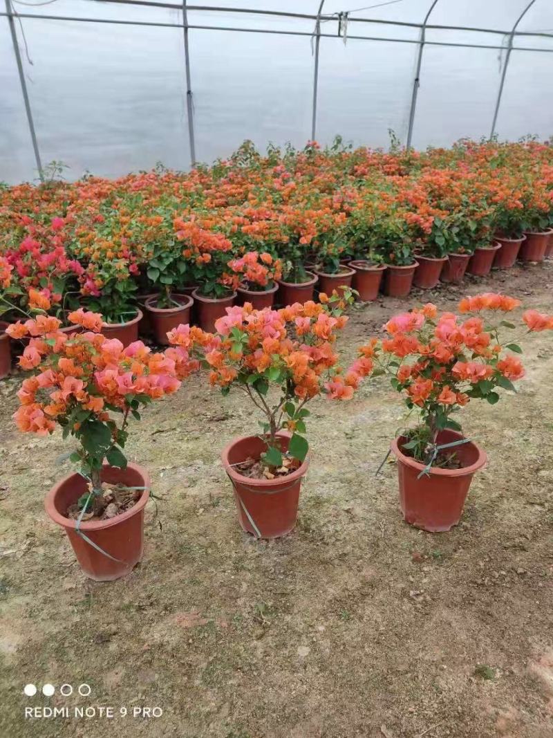 三角梅小苗三角梅盆栽三角梅基地直销福建四海园基地直销