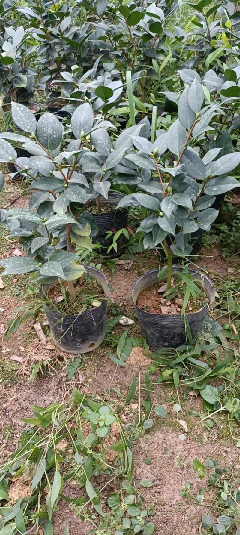 19香茶花福建四海园基地直销福建四海园基地直销