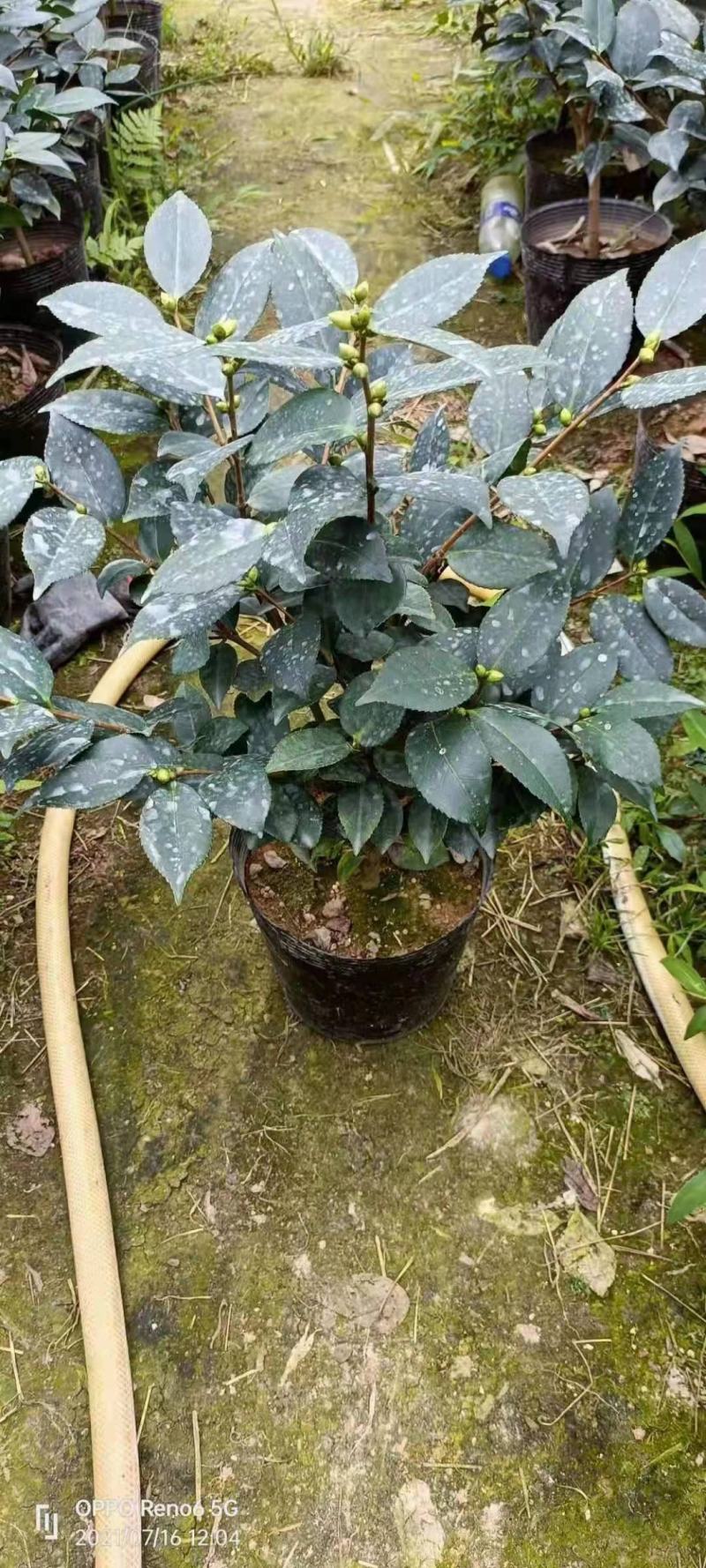 19香茶花福建四海园基地直销福建四海园基地直销