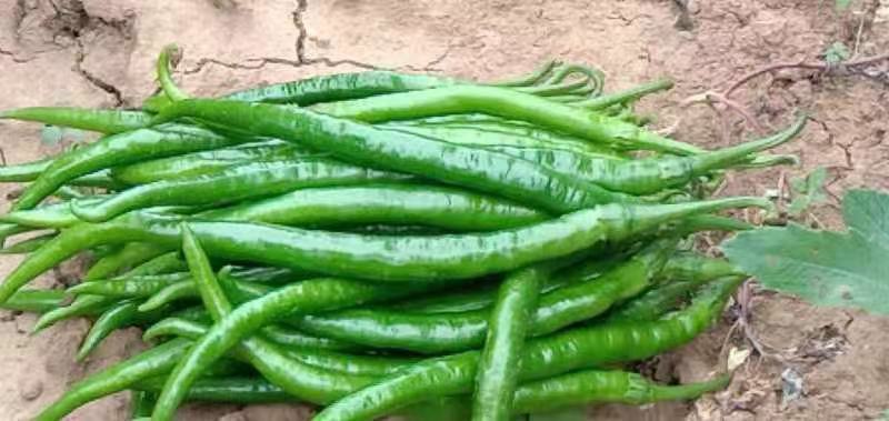 线椒青皮辣椒线椒大量15~30厘米青中辣量最大从优，