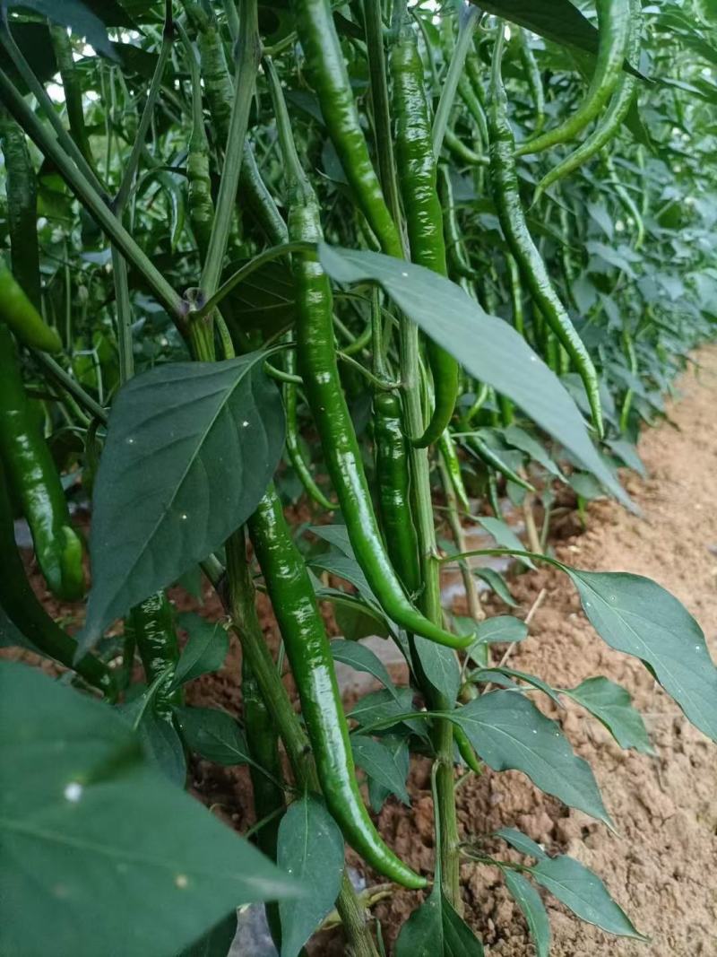 线椒青皮辣椒线椒大量15~30厘米青中辣量最大从优，