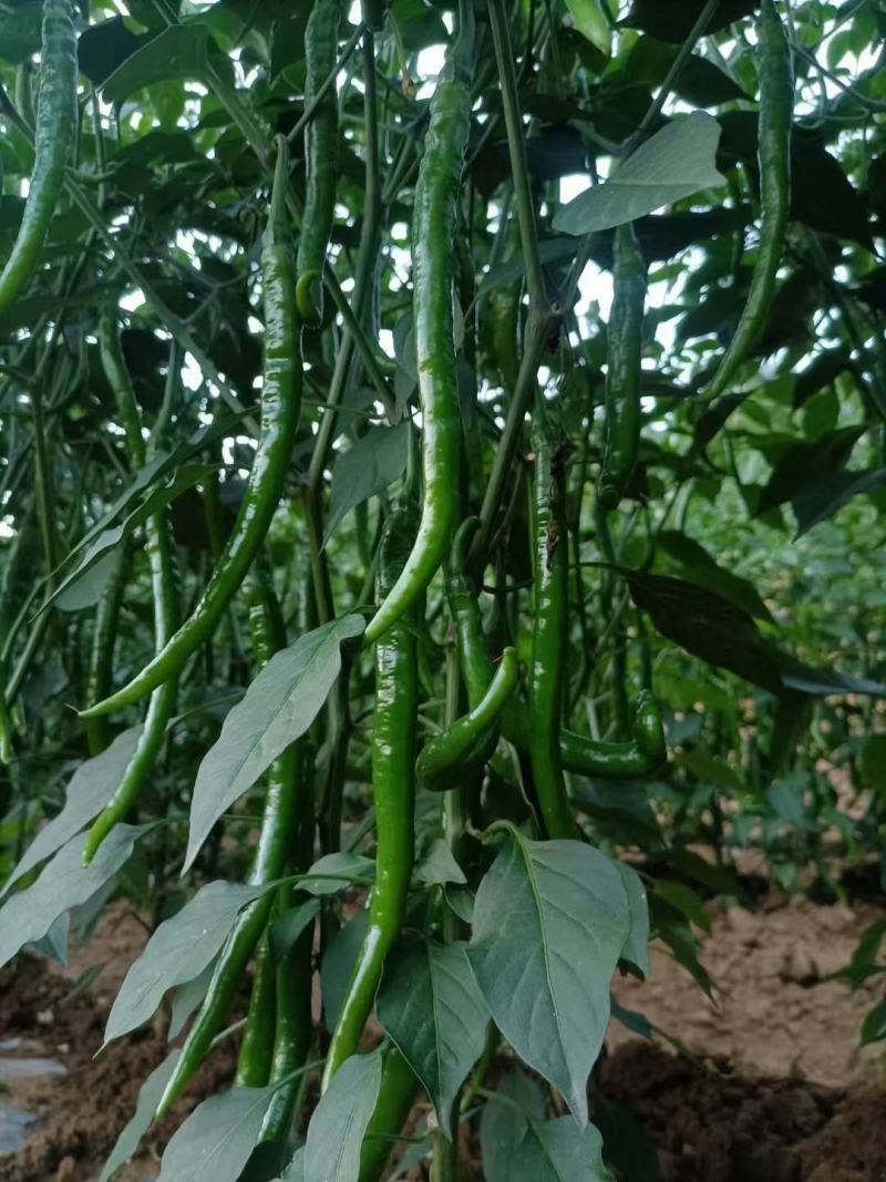 线椒青皮辣椒线椒大量15~30厘米青中辣量最大从优，