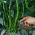 线椒青皮辣椒线椒大量15~30厘米青中辣量最大从优，