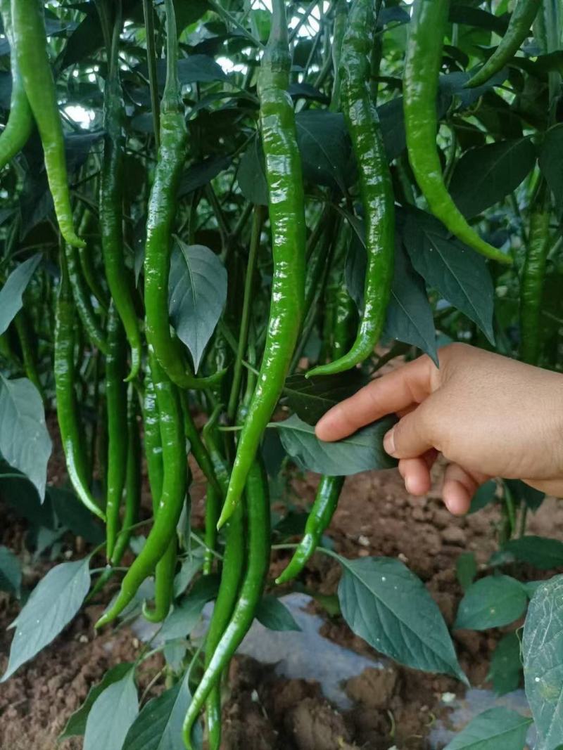 线椒青皮辣椒线椒大量15~30厘米青中辣量最大从优，