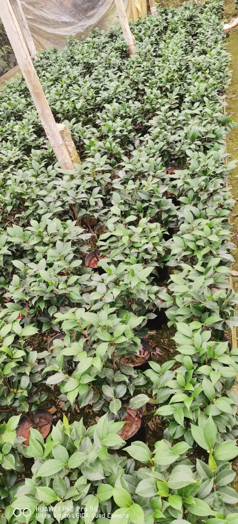 各种大茶花造型香妃福建四海园基地直销福建四海园基地直销