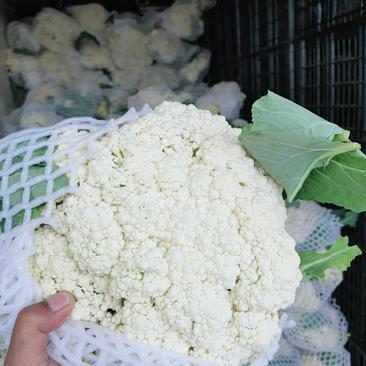 河北菜花，，精品有机散花，小米粒，青梗白面，大量上市