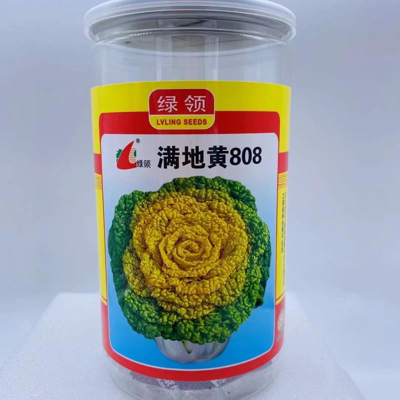 黄心乌菜种子绿领满地黄808/彩心708杂交品种，种子