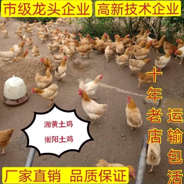 改良湘黄土鸡苗衡阳土鸡苗青脚土鸡苗厂家发货包疫苗路损