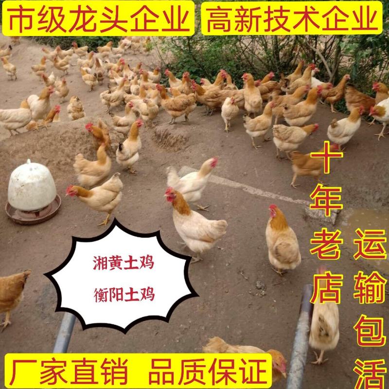改良湘黄土鸡苗衡阳土鸡苗青脚土鸡苗厂家发货包疫苗路损