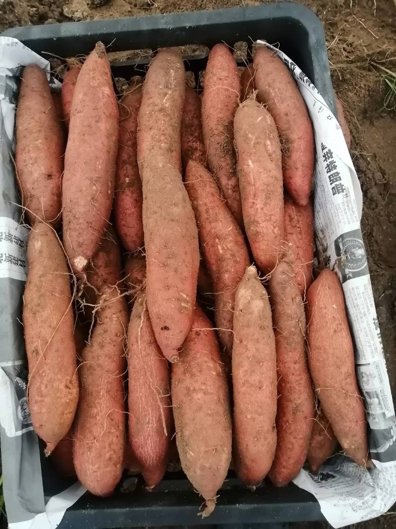 福建精品英歌红供应商