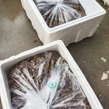 精品金蝉一手货源品质保障量大从优欢迎老板联系