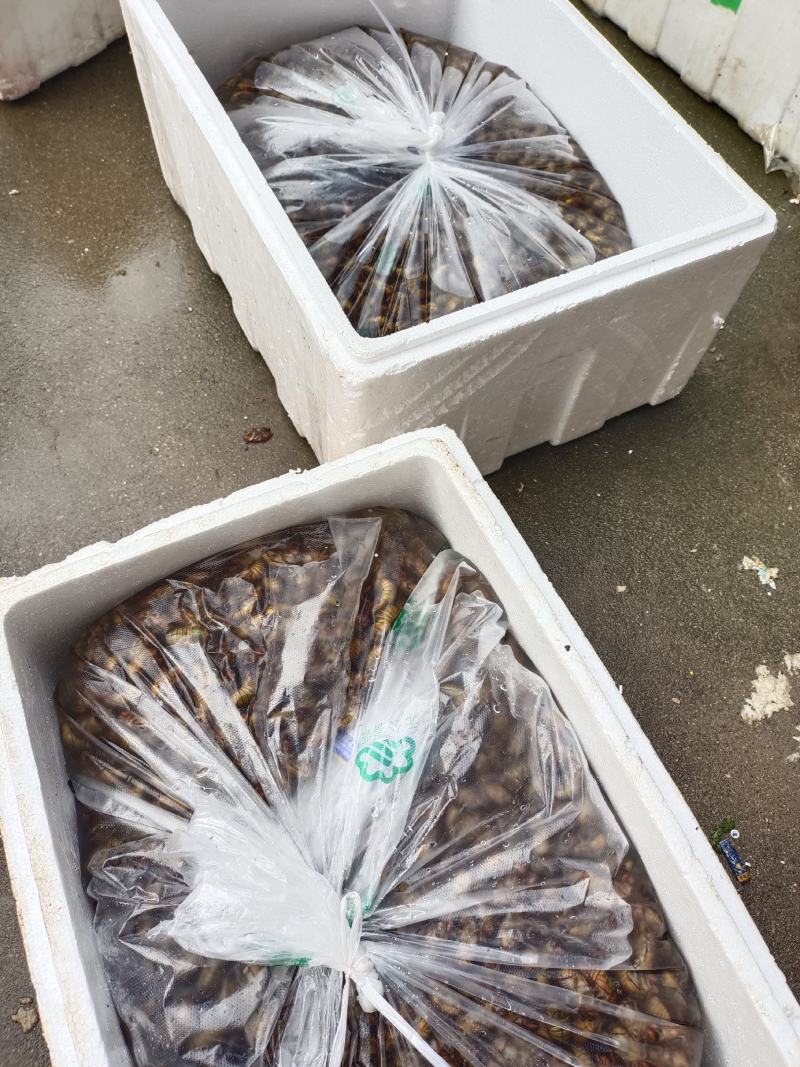 精品金蝉一手货源品质保障量大从优欢迎老板联系