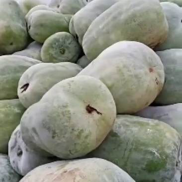 白皮冬瓜，量大，装货快