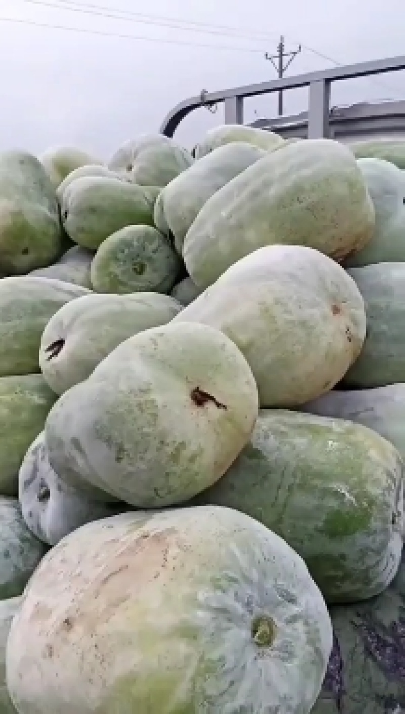 白皮冬瓜，量大，装货快